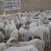 tabaski-2025-distribution-moutons-midaf-alfityanou (2)